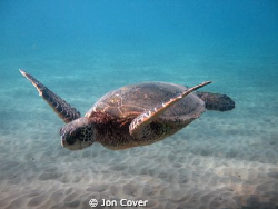 Green Sea Turtle shot at Makenna Landing on Maui with Can... by Jon Cover 